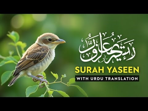 Surah Yasin | with Urdu Translation | Quran Tilawat Beautiful Voice | Hindi Tarjuma | #islam