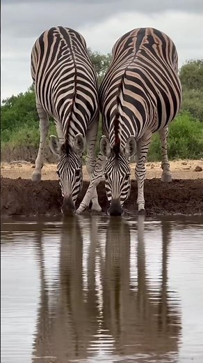 This Was Truly a Big Hunt! One Arrow, One Clean Shot.viral video