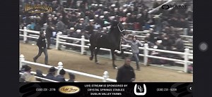 $170,000 - Mid-America Draft Horse Sale Lot #284, #318847, F.S. BRUISOR’S CHIP, 4-year-old gelding, consigned by Jonathan Weaver, Apple Creek, OH, Bred by Fred Schlabach, Millersburg, OH | Percheron Horse Association of America