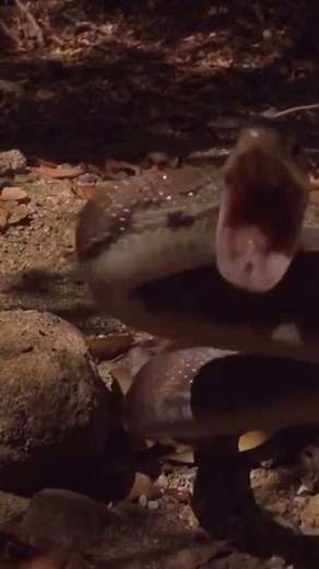 Snake dance 😜 #serpent #snake #reptile #fyp #pourtoi #dancing