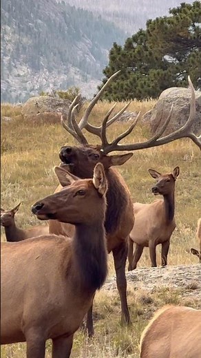 Bull Elk Checks His Harem During Peak Rut 🦌