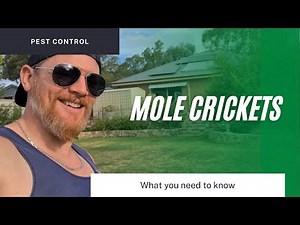 MOLE CRICKET CONTROL FOR LAWNS - Witch insecticides to use