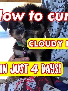 How I cured my dog's cloudy eye (in 4 days)