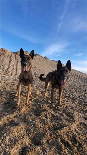 Speed or Thoughtfulness? What is more important? #speed #belgianmalinois #dog #dogtraining