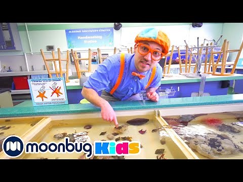 Blippi Visits Point Defiance Zoo/Aquarium | ‪@Blippi‬ | Moonbug Literacy