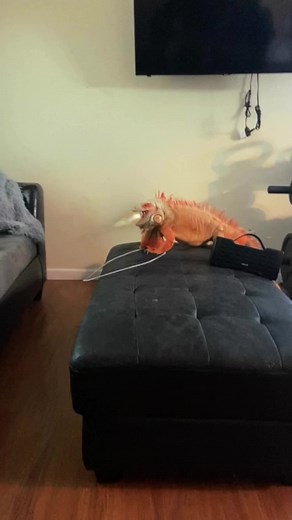 1.6K views · 52 reactions | Fire breathing dragon 藍練 #funny #pets #animals #reptiles | Rocket The Iggy | Facebook