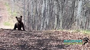 2K reactions · 671 shares | Have you visited Discovery Wildlife Park❓Have you seen all the new things we have  Here's a sneak peak | Discovery Wildlife Park | Facebook