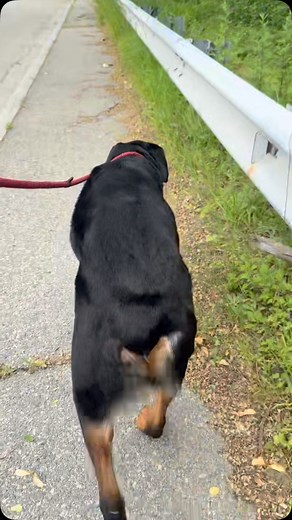 Louie aka Big Lou enjoying a stroll on this beautiful Sunday. He’s still available for adoption!!! He’s caught everyone’s attention and all of Cranston is talking about the one and only Big Lou!! #adoptme #rottiesrule | Cranston Animal Shelter, RI
