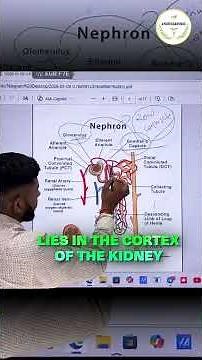 Nephron Structure Simplified For Exams #studymotivation #exam #motivation