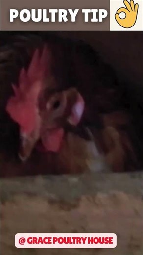 Nesting Boxes for Your Chicken - The Darker the Laying Area - The Better! #shorts #egg