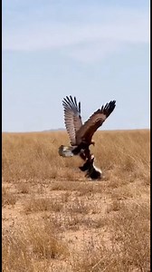 Helang cuba menyambar Honey Badger 😱 An Eagle Tries to Snatch a Honey Badger! 😱 . . . #Sora #AI | NR LIFE