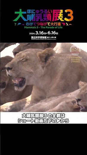 【大哺乳類展３】地上最大アフリカゾウ！百獣の王も逃げ出す迫力！【どうぶつ奇想天外・wakuwaku】