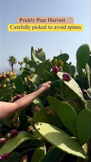 Prickly Pear Fruit Harvest 🌵 | How Opuntia Fruit Is Picked Safely