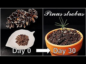 How to grow White Pine from seed｜Growing eastern white pine tree｜How to grow #80 White pine｜Eng Sub