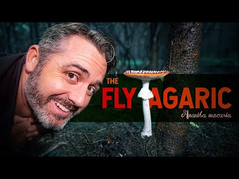 Why we Got it Wrong - Fly Agaric 101: The Magical Mushroom (Amanita muscaria)