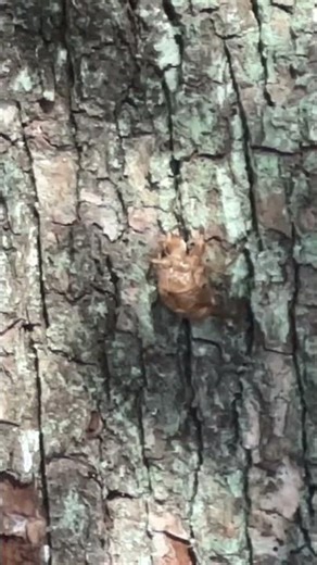 【3月なのに空蝉】上野動物園ゾウ舎の木に残る蝉の抜け殻 #蝉 #上野動物園