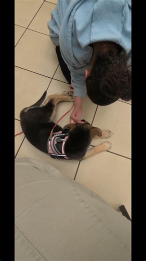 Annika#training#gsd#dog#puppy#public#bestfriend#love#gsds #myfamily