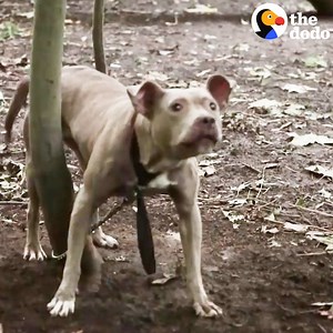 Someone tied this pit bull to a tree deep in the woods — but luckily a jogger heard her cries and called for help | The Dodo