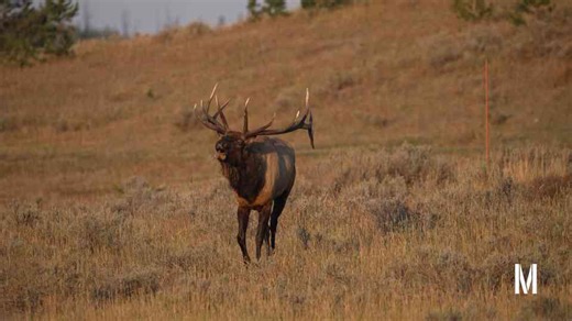 Elk Wilderness