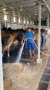 The shepherd's daily work is to clean the cow dung and carpets with water very carefully #bulls #dung #carpetcleaning #cattle #shortsfeed #foryouシ #viralreelsシ | Bulls take care
