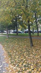 2.8K views · 417 reactions | Gradski park u jesenjem ruhu  | Moj Grad Sremska Mitrovica | Facebook