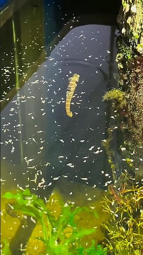 Seahorse fish unknown facts. #shorts
