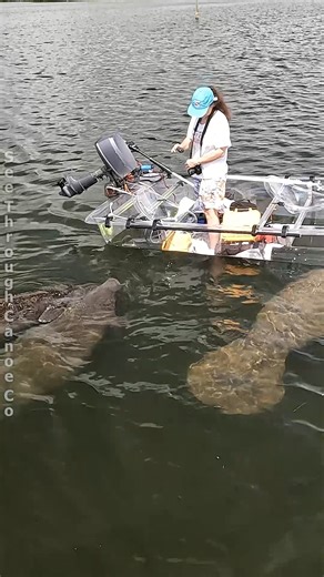 Manatees checking out the clear boat in the Fort Desoto / Shell Key Preserve area in Tierra Verde, St Pete, Florida. For at least 9 months out of the year you can almost always find manatees at almost any of the barrier islands in the southern half of Florida. #nature #Awesome #explore #animals #manatees #florida #wildlife #ocean #boating #clearboat #fortdesoto #stpetersburgflorida #naturephotography #manatee #kayaking | See Through Canoe