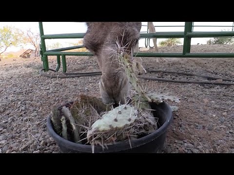 Pair Of Camels Enjoy Eating Spiky Cacti