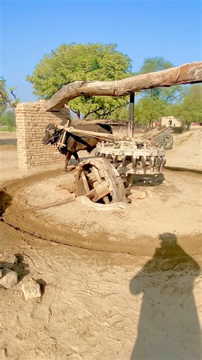 Old well driven system operating with black oxen’s #trending #shortsfeed