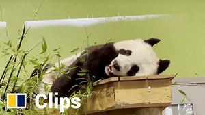 UK’s only pandas, Tian Tian and Yang Guang, return to China after 12 years at the Edinburgh zoo without conceiving