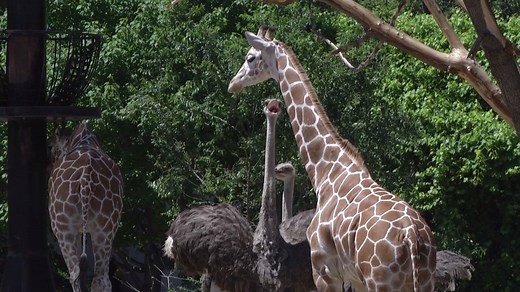 7.3K views · 332 reactions | Have you had the chance to feed the Giraffes yet?! #ComoZoo | Como Park Zoo & Conservatory | Facebook