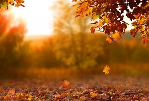 Entenda a relação entre as estações do ano e os signos