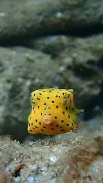 ​Why You Should NEVER Touch a Boxfish#Boxfish