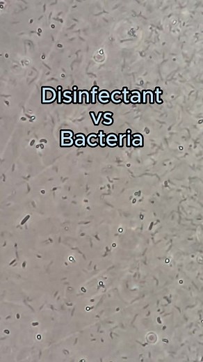 Comparing Hand Soap and Disinfectant on Bacteria Under a Microscope
