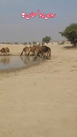 Marwari Song Collection 2024 - Malwari Gana by Rohi Cholistan