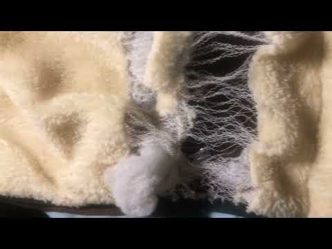 Cats Blanket Sliced and Shredded by Predatory Stalkers in Kentucky | Zerzetsung Feb 10, 2026