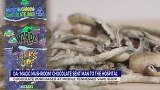 DA: ‘Magic mushroom’ chocolates purchased at TN vape store sent man to hospital