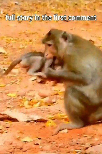 157K views · 1.6K reactions | Alba, a tiny monkey with soulful eyes...