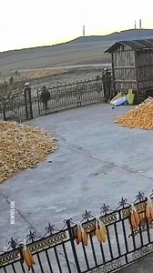 Tiger rams into gate to attack resident | Awesome