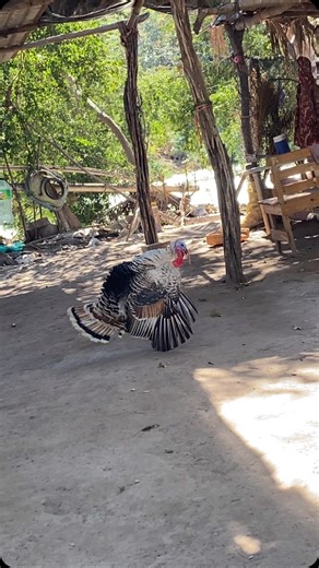 189K views · 501 reactions | Piro zapateo | Secretaría Del Meme | Facebook