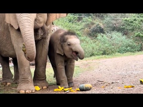 Heartwarming! Cute Baby Elephant Learns to Eat with Mom for the First Time