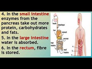 Grade 6 Science Human Organ System Part 1 Digestive, Respiratory and Excretory System
