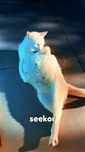 ini dia FAKTA kucing saat hamil! #shorts