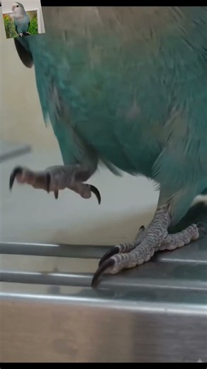 Coco dance move #birds #lovebird #pet