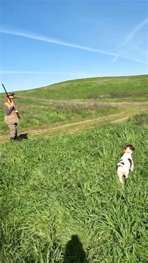 Stella works into a fine point! #pheasanthunting #pointer #hunting #shortvideo #viralshorts #shorts