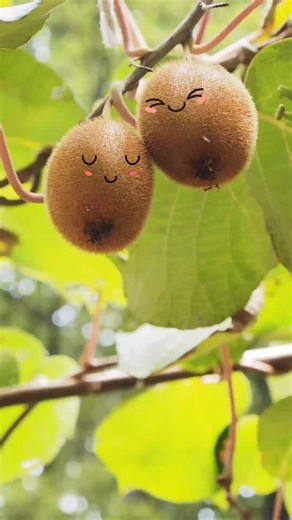 Science says your skin loves vitamin C🍊 New research from Otago shows a strong link between diet and skin health. Eating foods high in vitamin C every day (such as two SunGold kiwifruit) can boost collagen, skin thickness and cell renewal in just eight weeks. Beauty, backed by evidence! Read more here⬇️ https://www.otago.ac.nz/news/newsroom/vitamin-c-from-food-boosts-collagen-levels-in-skin-landmark-study | University of Otago