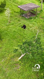 86K views · 17K reactions | Magic is an inspiration to us all as she shows love, patience, and guidance to Tootie in his time of need. All gifts today are being matched by a generous donor, giving your support today twice the impact. Click on this link to Donate https://bit.ly/4p0Ngs7?r=lp&m=Mmbemw3mc4m #givingtuesday #chimpanzee #savethechimps #sanctuary | Save the Chimps, Inc. | Facebook