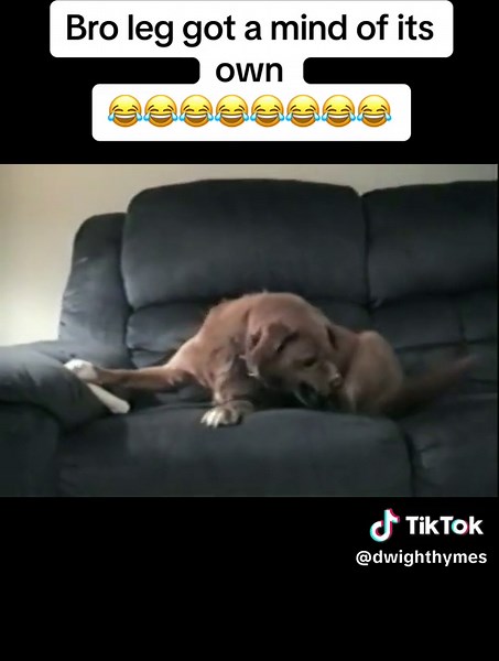 Hilarious Dog TikTok Compilation