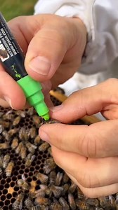 Marking a queen bee! 👑🐝 #california #bees #beekeeper #beekeeping #animals | California Bee Company