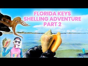 Shelling the Florida Keys - Queen Conch Town #Shelling #FLORIDAKEYS #Seashells
